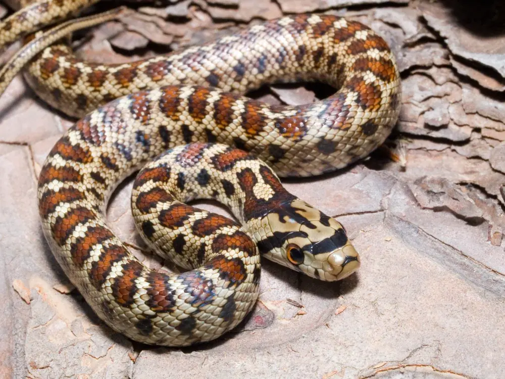 Leopardnatter (Zamenis situla), ungiftig und bis 120 cm lang