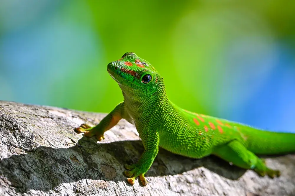 Madagassischer Taggecko (Madagassischer Taggecko) - Merkmale, Lebensraum & Haltung