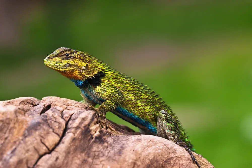 Malachit-Stachelleguan (Sceloporus malachiticus) - Merkmale, Lebensraum & Haltung