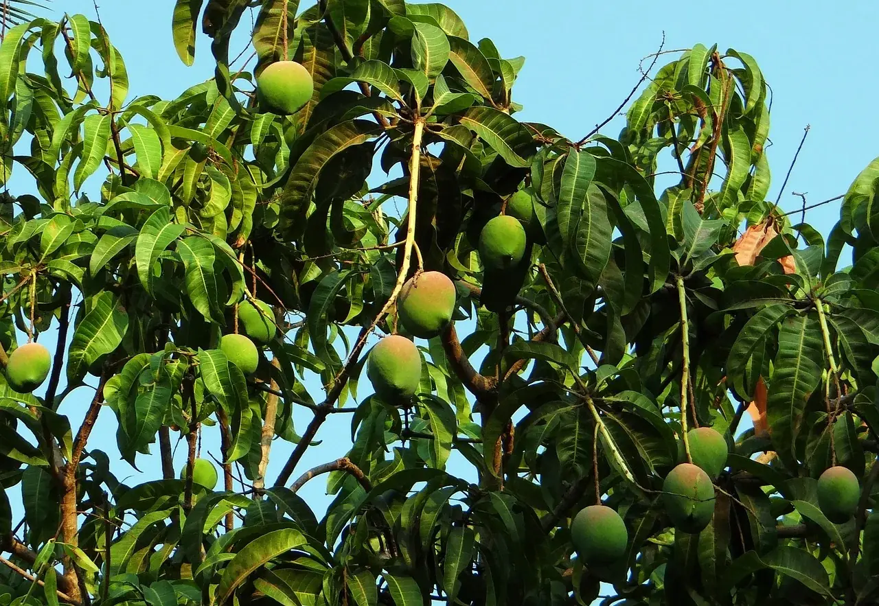 Mangos als Futtermittel für Reptilien