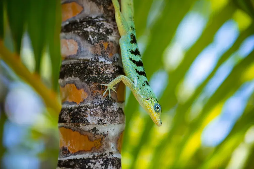 Martinique-Anolis (Anolis roquet roquet) - Merkmale, Lebensraum & Haltung