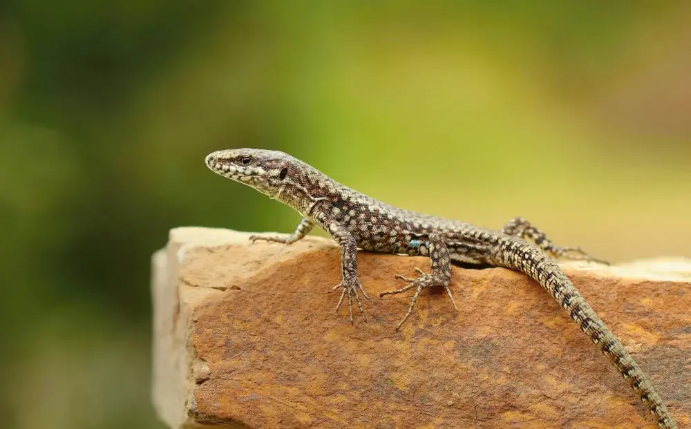 Very,Rare,Common,Wall,Lizard,Podarcis,Muralis