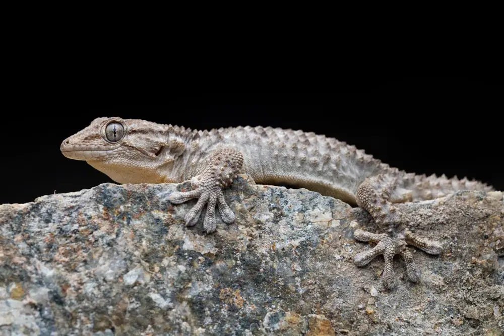 Mauergecko (Tarentola mauritanica) - Merkmale, Lebensraum & Haltung