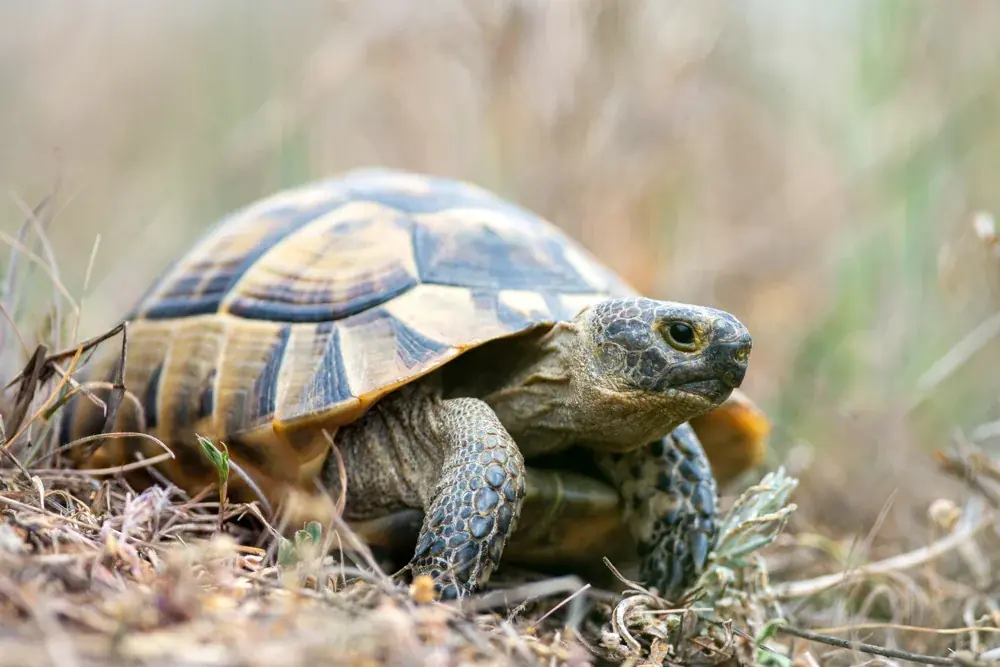 Maurische Landschildkröte (Testudo graeca) - Merkmale, Lebensraum & Haltung