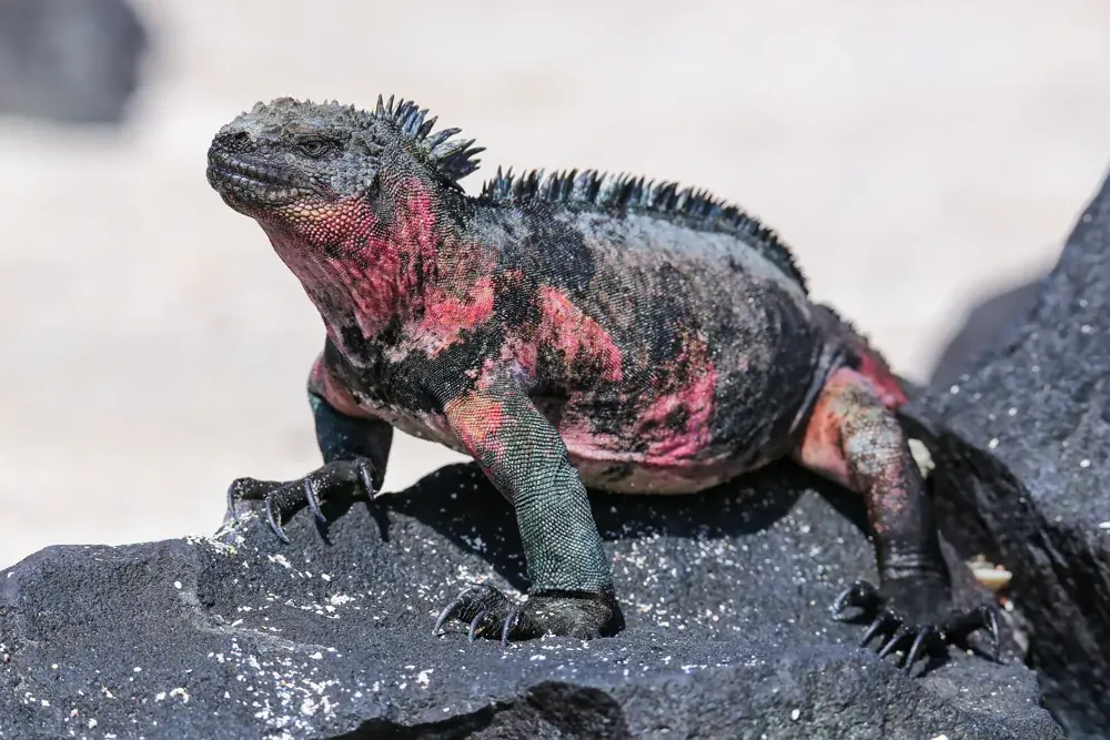 Meerechse (Amblyrhynchus cristatus) - Merkmale, Lebensraum & Haltung