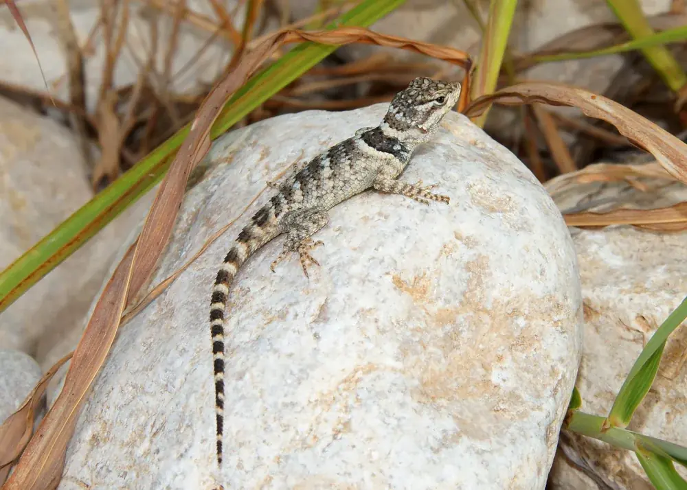 Mexikanischer Stachelleguan (Sceloporus poinsetti) - Merkmale, Lebensraum & Haltung
