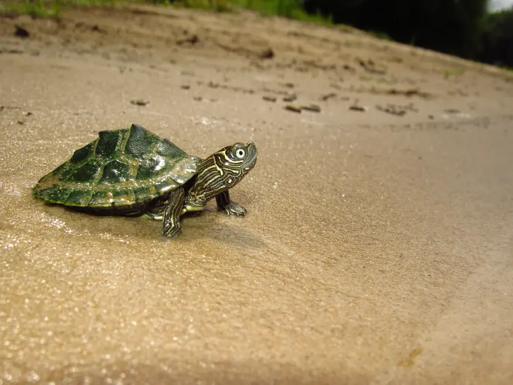 mississippi-hoeckerschildkroete