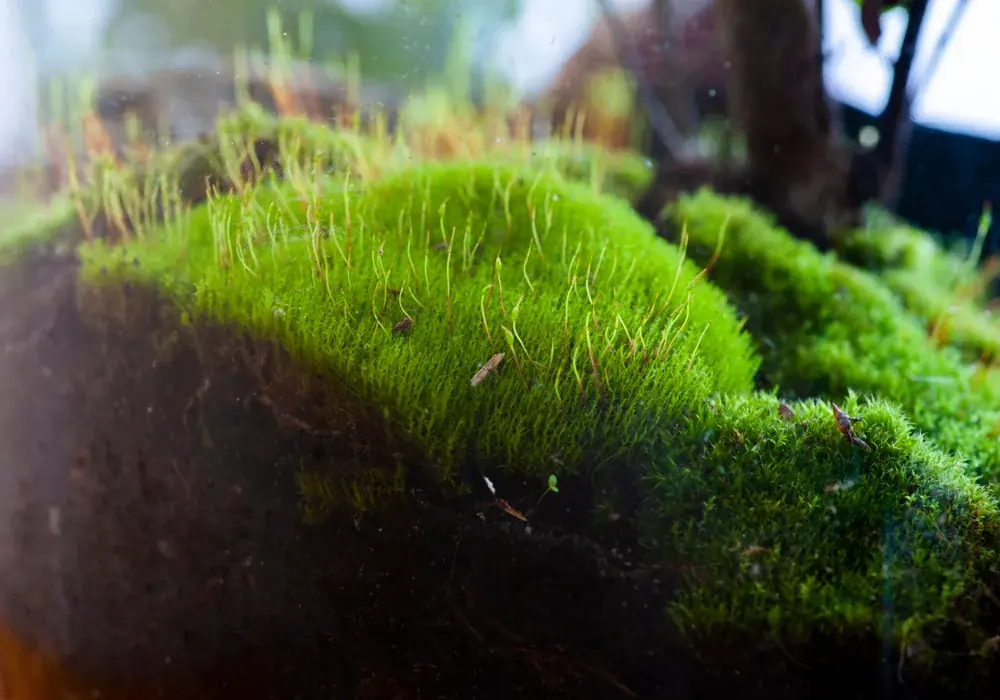 Moos im Terrarium