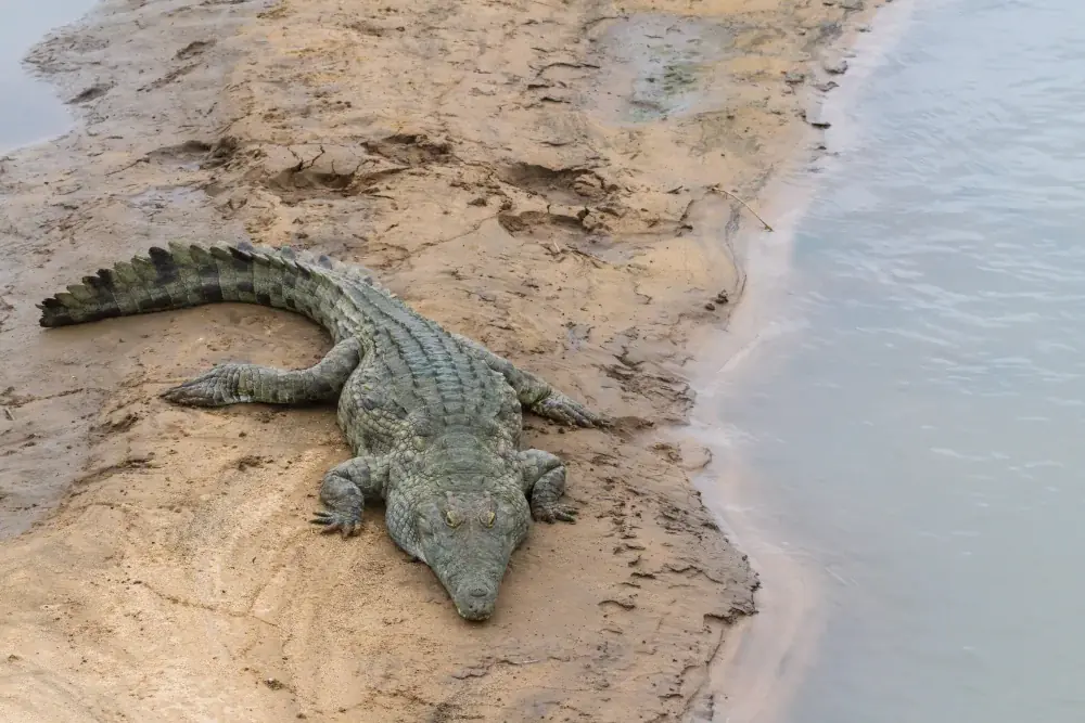 Nilkrokodil (Crocodylus niloticus) - Merkmale, Lebensraum & Haltung