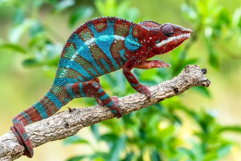 Pantherchamäleon (Furcifer pardalis) - Merkmale, Lebensraum & Haltung