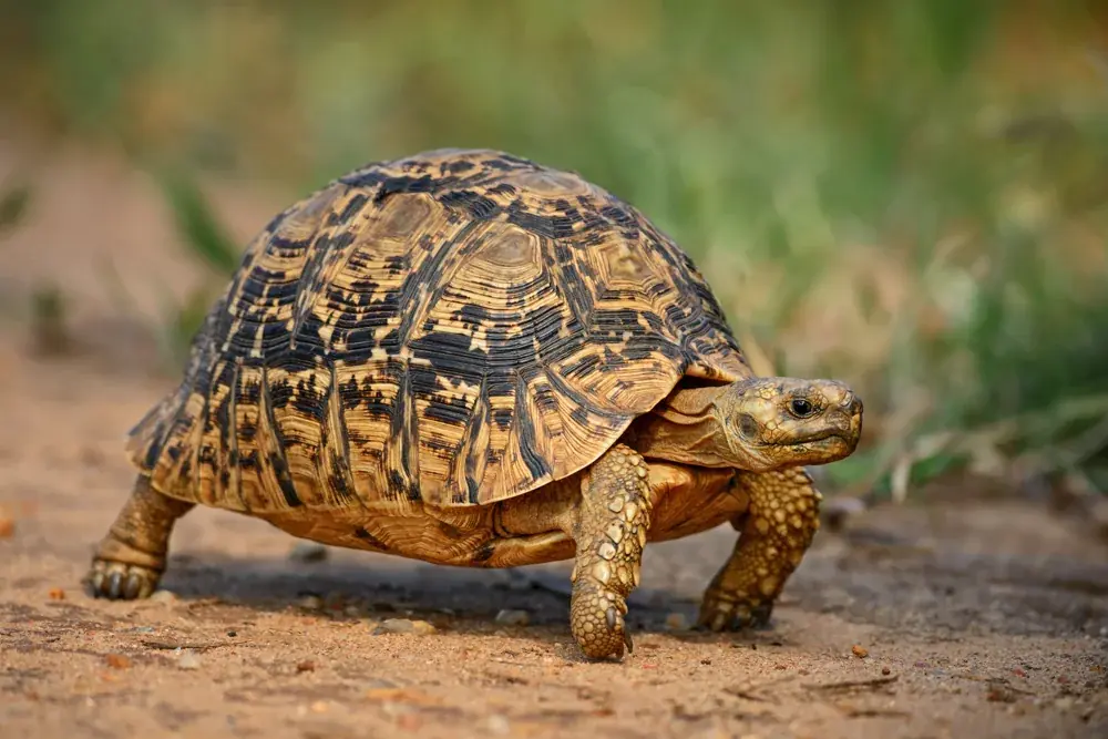 Pantherschildkröte (Stigmochelys pardalis) - Merkmale, Lebensraum & Haltung