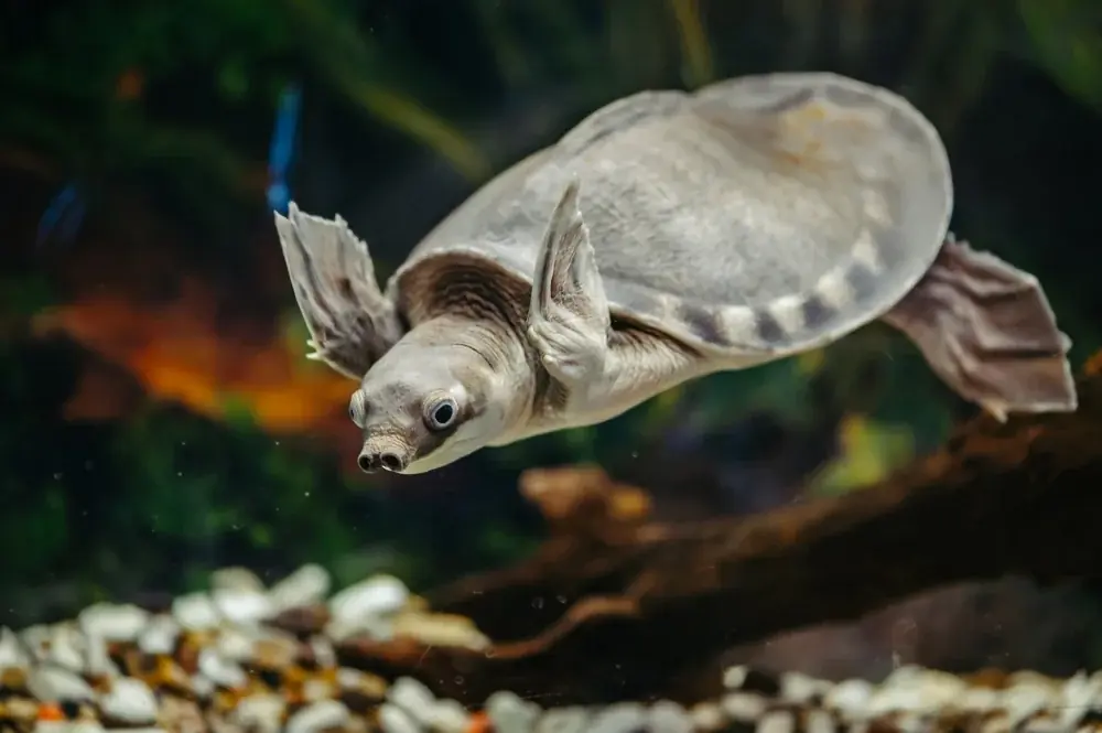 Papua-Weichschildkröte (Elseya novaeguineae) - Merkmale, Lebensraum & Haltung