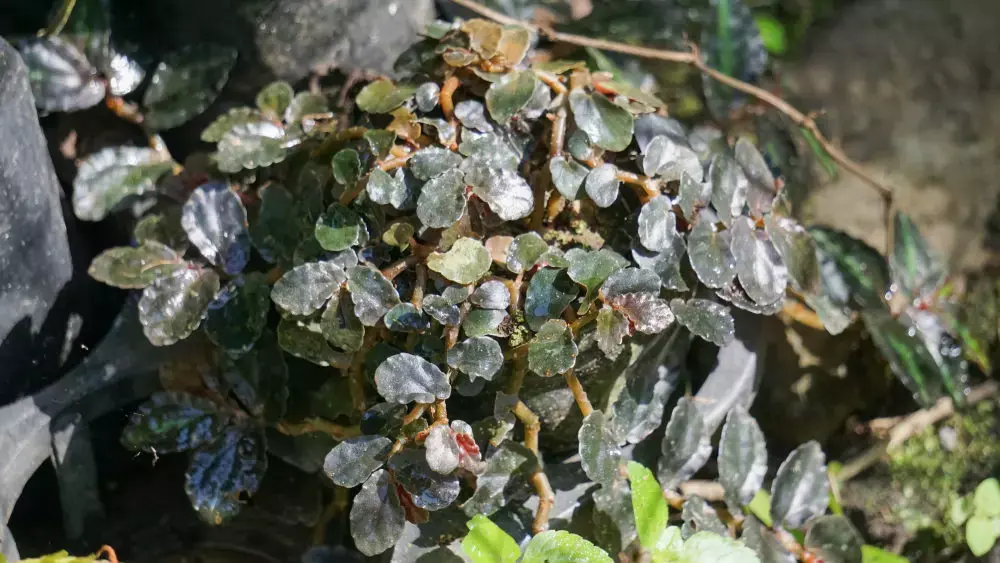 Pellefarn / Klippenfarn (Pellaea rotundifolia)