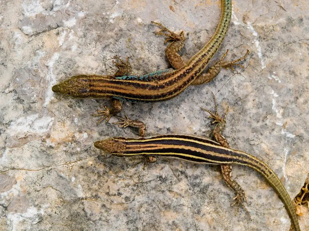 Peloponnes-Mauereidechse (Podarcis peloponnesiacus) - Merkmale, Lebensraum & Haltung