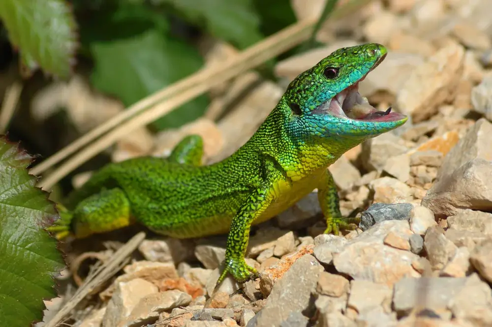 Perleidechse (Timon lepidus) - Merkmale, Lebensraum & Haltung