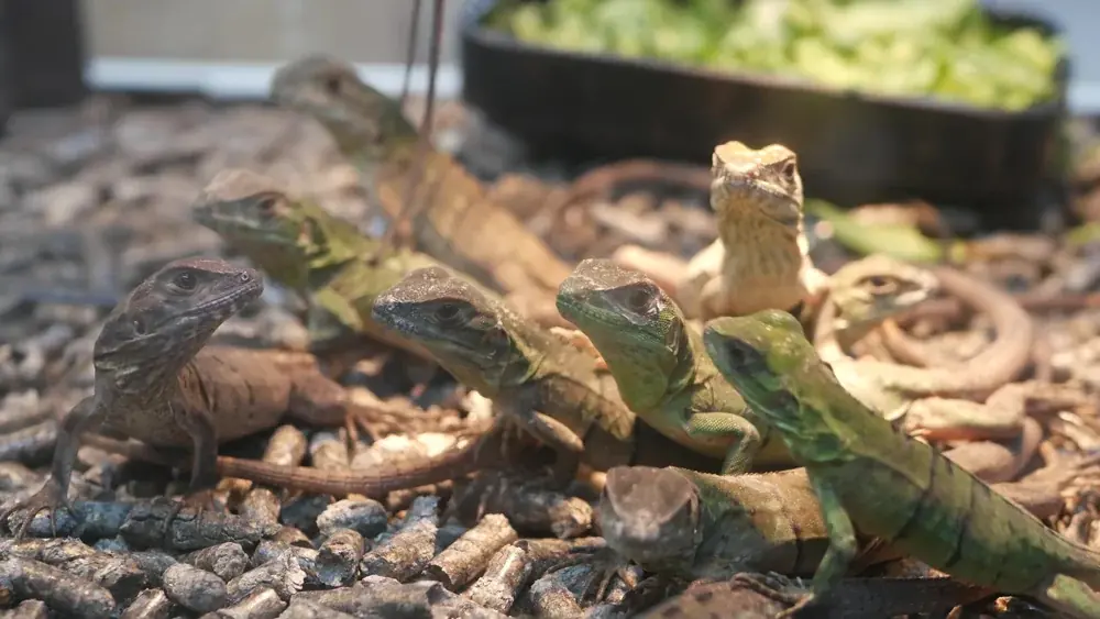Pflege des Terrariums