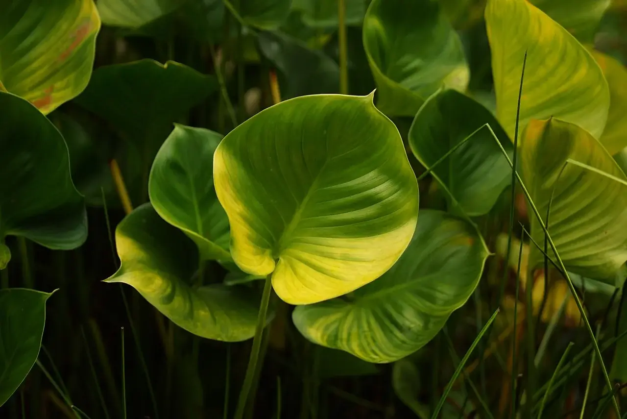Philodendron (Baumfreund)