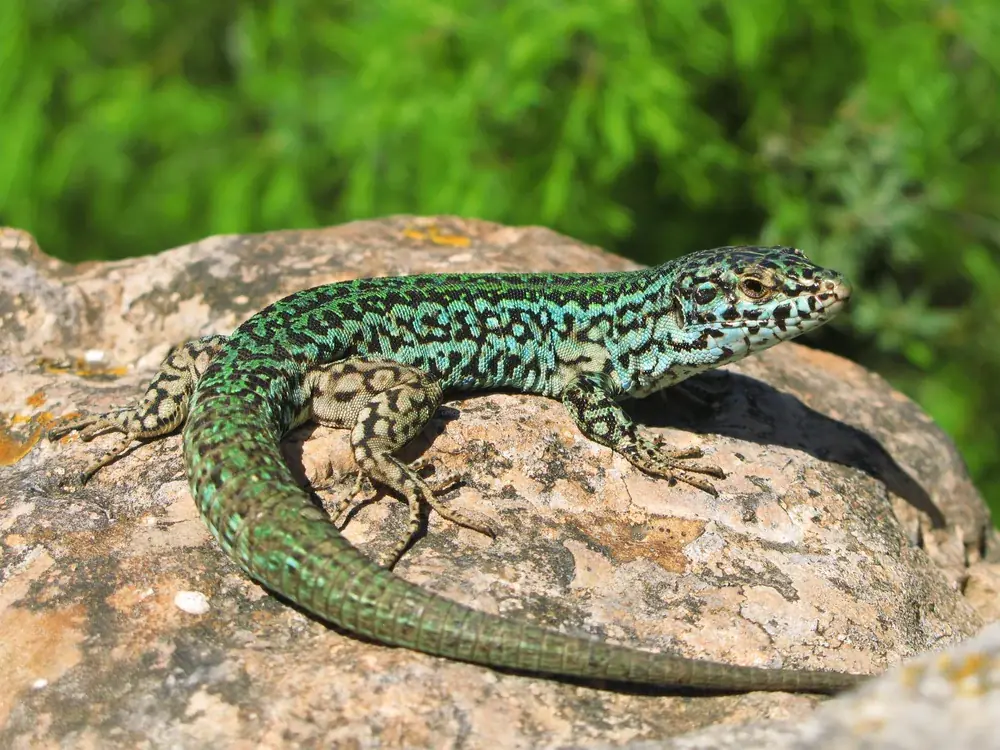 Pityusen-Mauereidechse (Podarcis pityusensis) - Merkmale, Lebensraum & Haltung