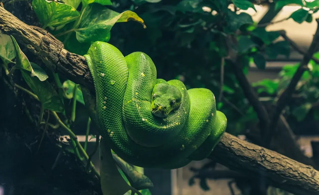 Pythons
