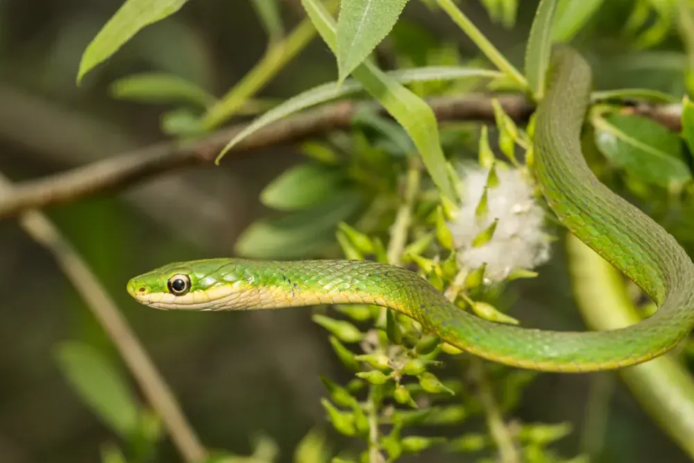 Raue Grasnammer (Opheodrys aestivus) - Merkmale, Lebensraum & Haltung
