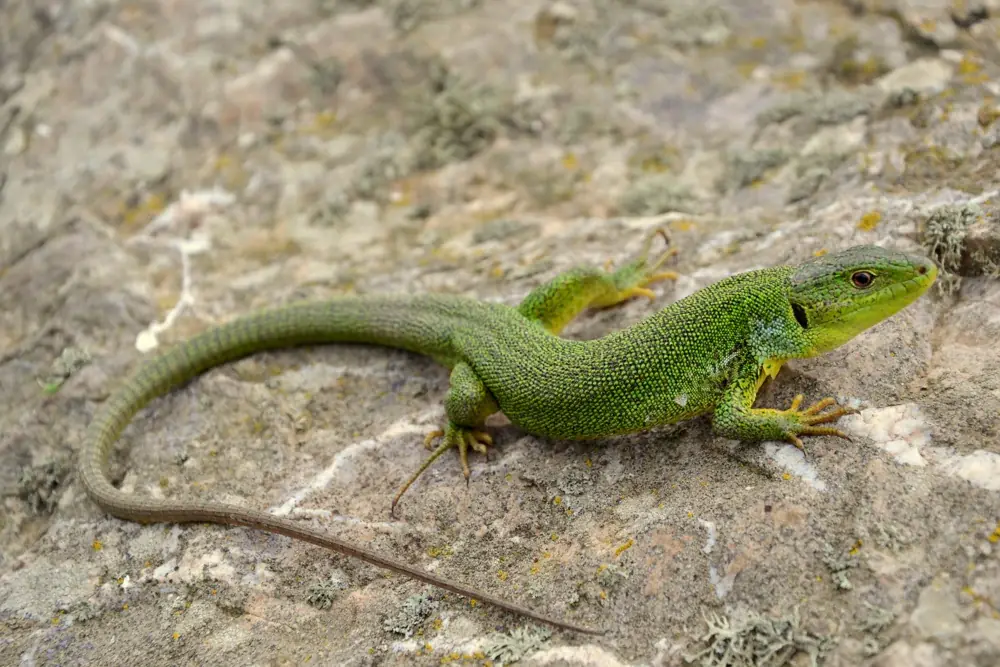 Riesensmaragdeidechse (Lacerta trilineata) wird 50 cm lang