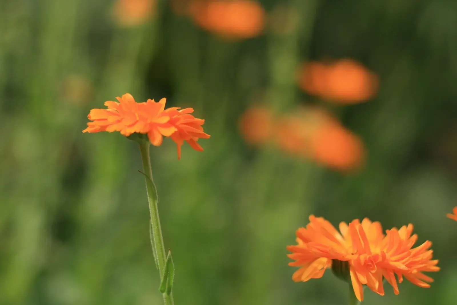 Ringelblume als Futter für Reptilien