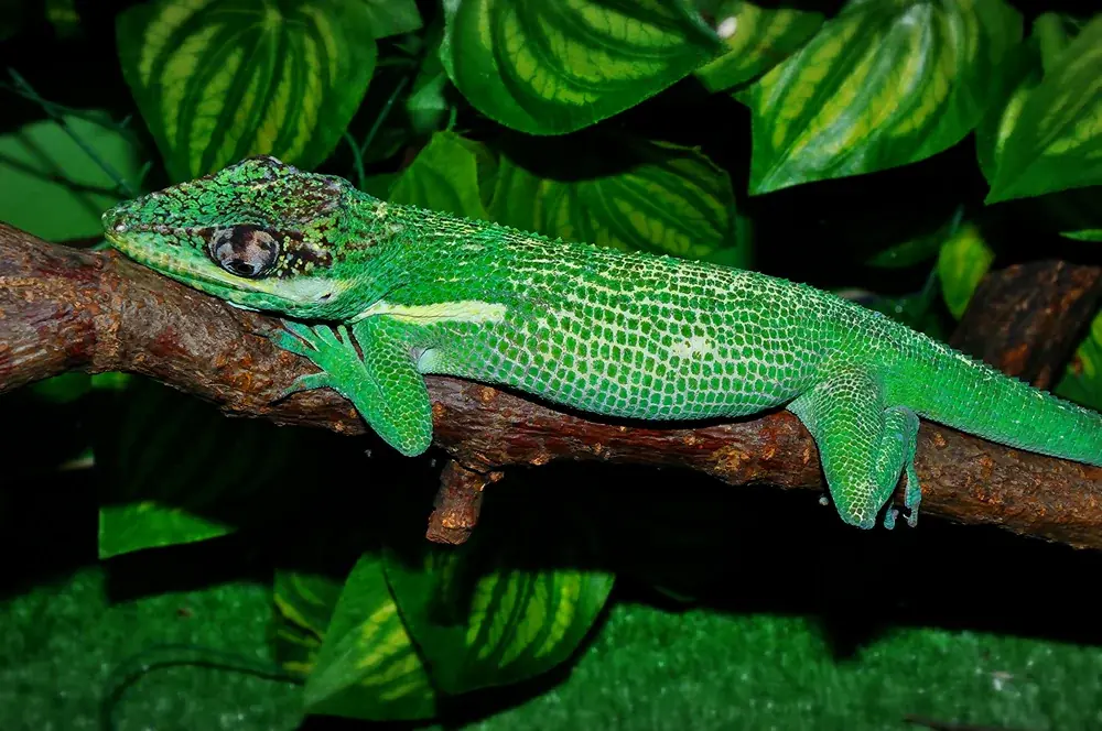 Ritteranolis (Anolis equestris) - Merkmale, Lebensraum & Haltung