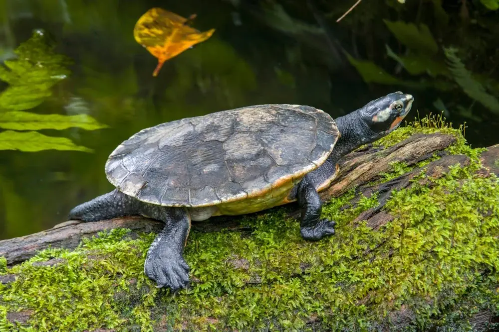 Rotbauch-Spitzkopfschildkröte (Emydura subglobosa)