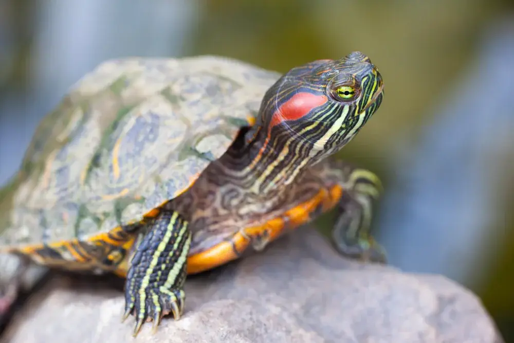rotwangen-schmuckschildkroete
