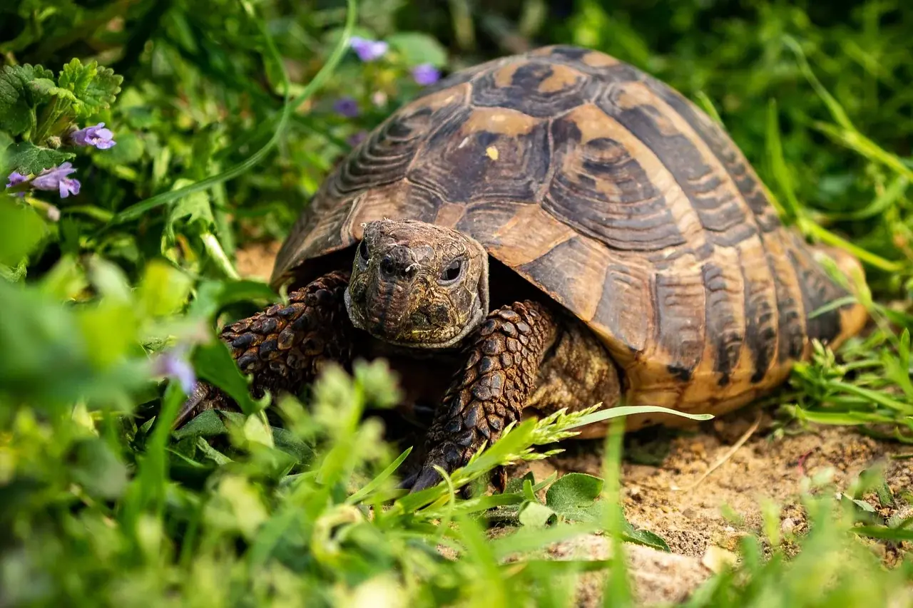 Russische Landschildkröte (Testudo horsfieldii)