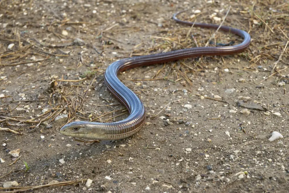 Scheltopusik (Pseudopus apodus) - Merkmale, Lebensraum & Haltung