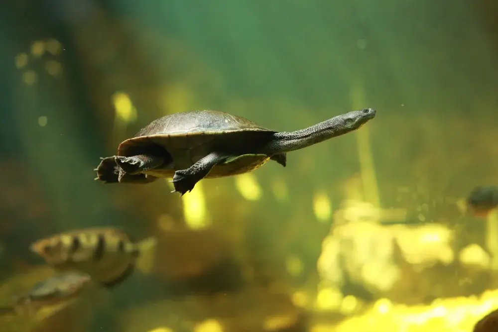 Schlangenhals-Schildkröte (Chelodina longicollis) - Merkmale, Lebensraum & Haltung