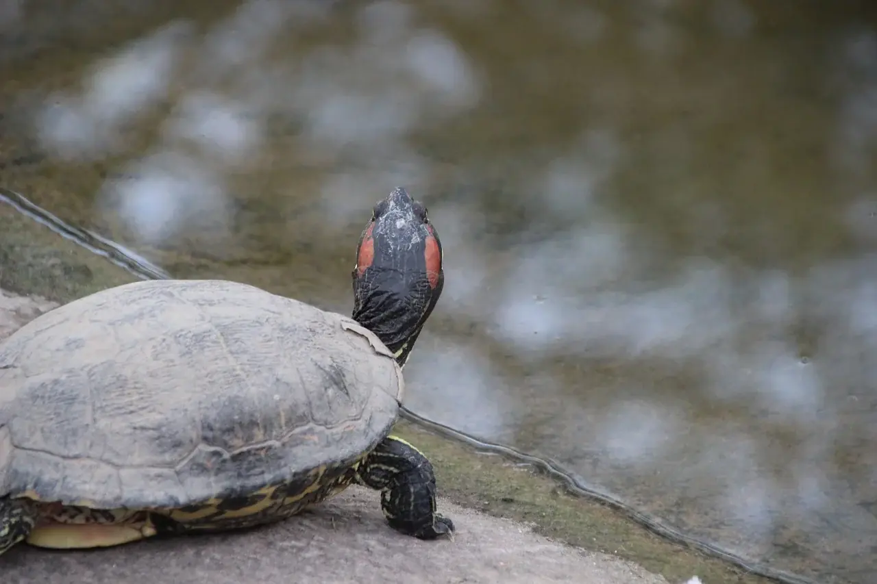 Schmuckschildkröten