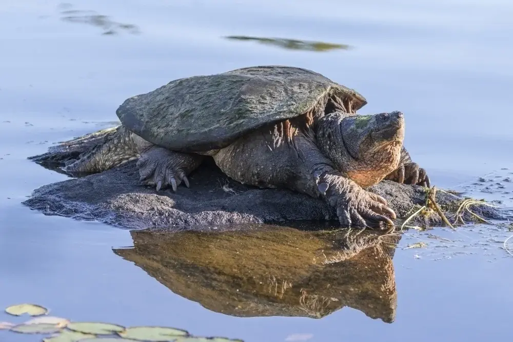 Schnappschildkröte (Sternotherus odoratus) - Merkmale, Lebensraum & Haltung