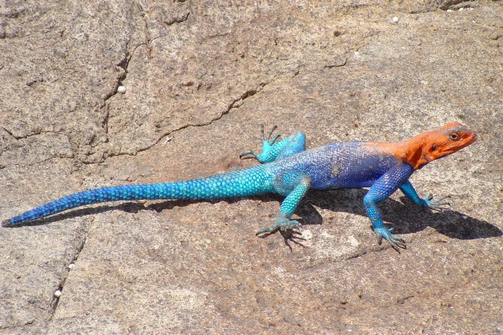 Siedleragame (Agama agama) - Merkmale, Verbreitung & Haltung