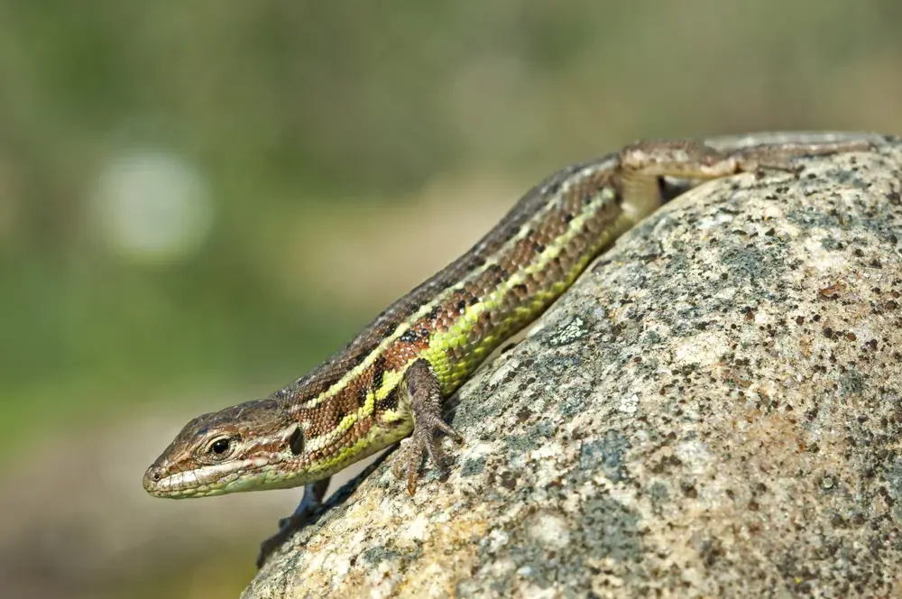 Zentralspanischer Sandläufer (Psammodromus hispanicus) - Merkmale, Lebensraum & Haltung