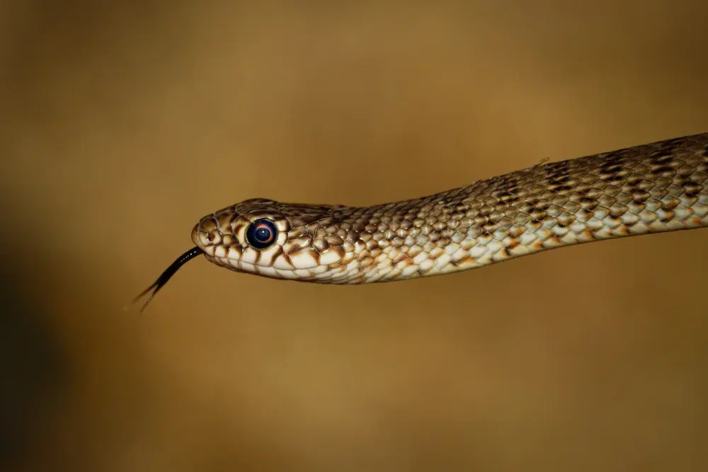 balkan-springnatter