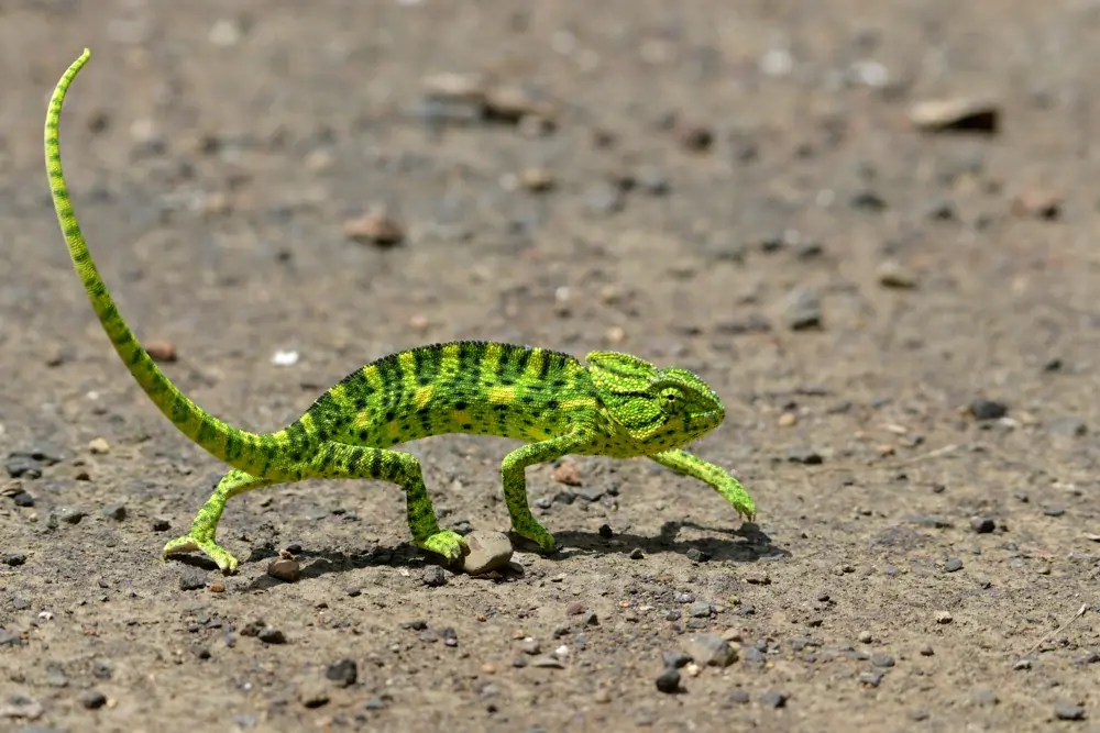 Asiatisches Chamäleon (Chamaeleo zeylanicus) - Merkmale, Lebensraum & Haltung