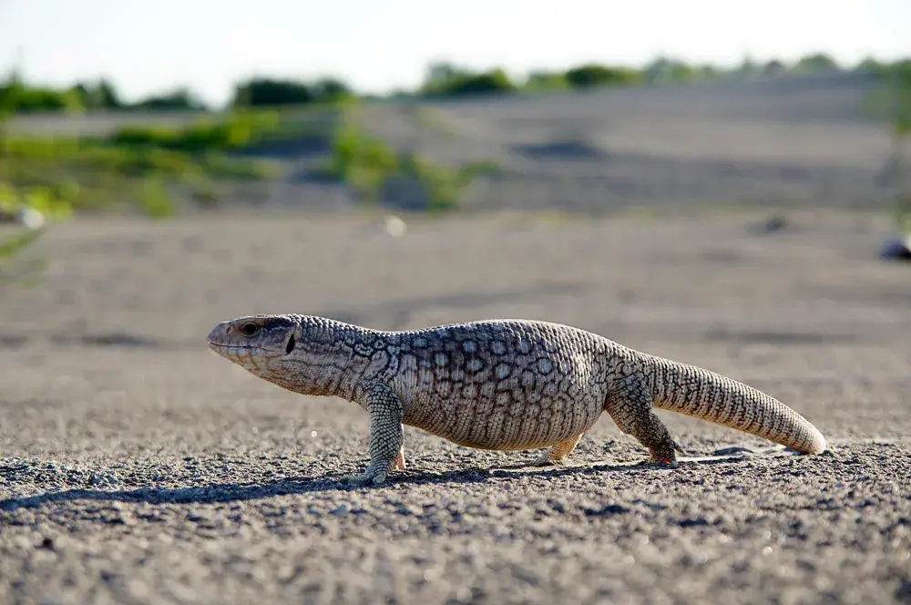 Steppenwaran (Varanus exanthematicus) - Merkmale, Lebensraum & Haltung
