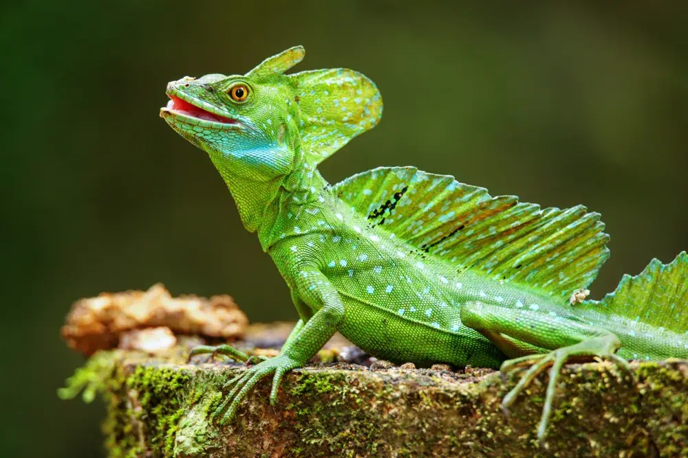 Stirnlappen Basilisk (Basiliscus plumifrons) - Merkmale, Lebensraum & Haltung