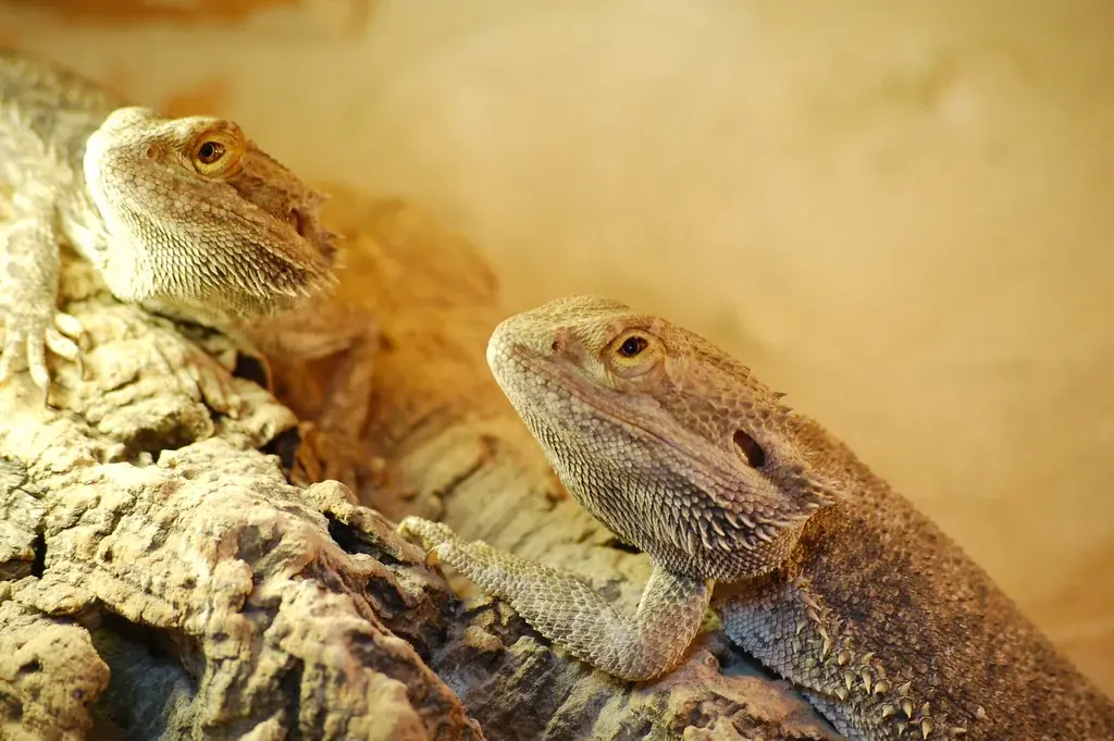 Reptilien