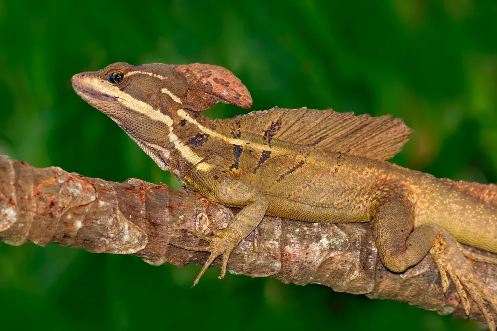streifenbasilisk