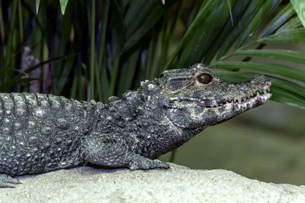 Stumpfkrokodil (Osteolaemus tetraspis) - Merkmale, Lebensraum & Haltung