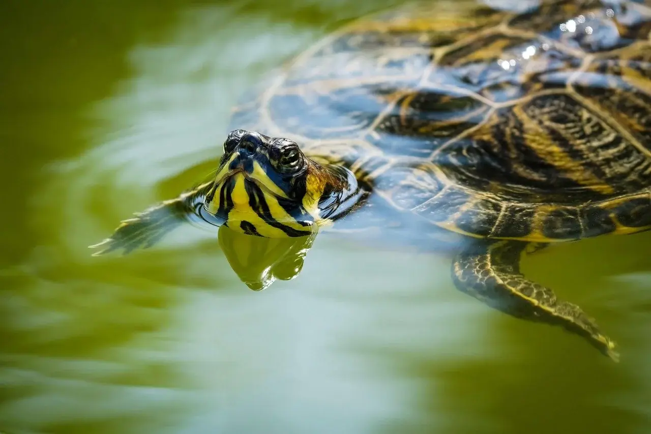 Süßwasserschildkröten