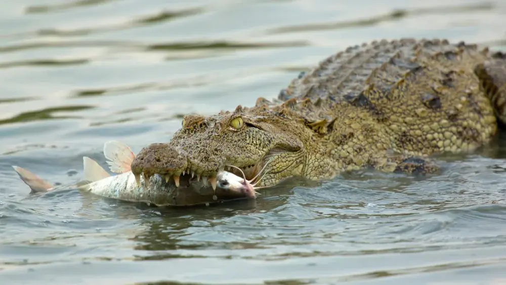 Sumpfkrokodil (Crocodylus palustris) - Merkmale, Lebensraum & Haltung