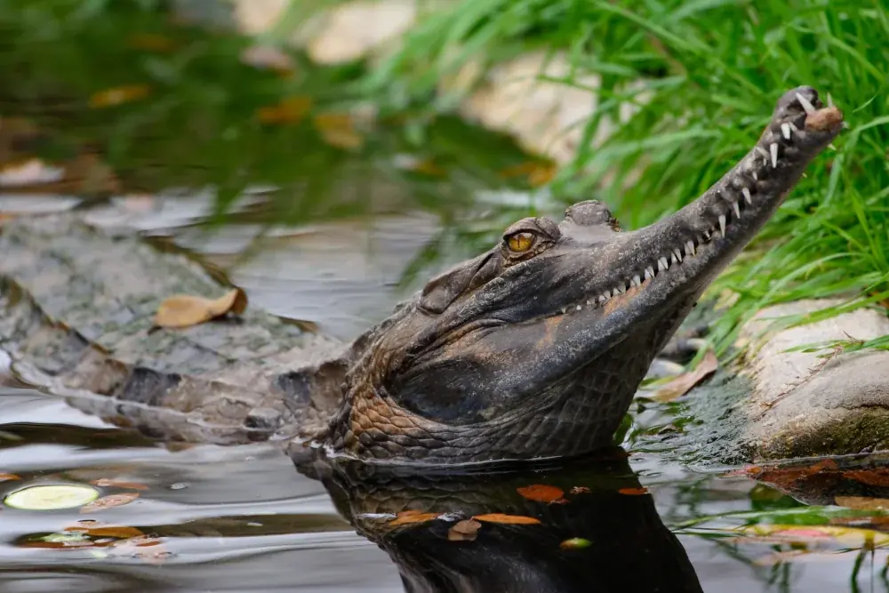 Sunda Gavial (Tomistoma schlegelii) - Merkmale, Lebensraum & Haltung