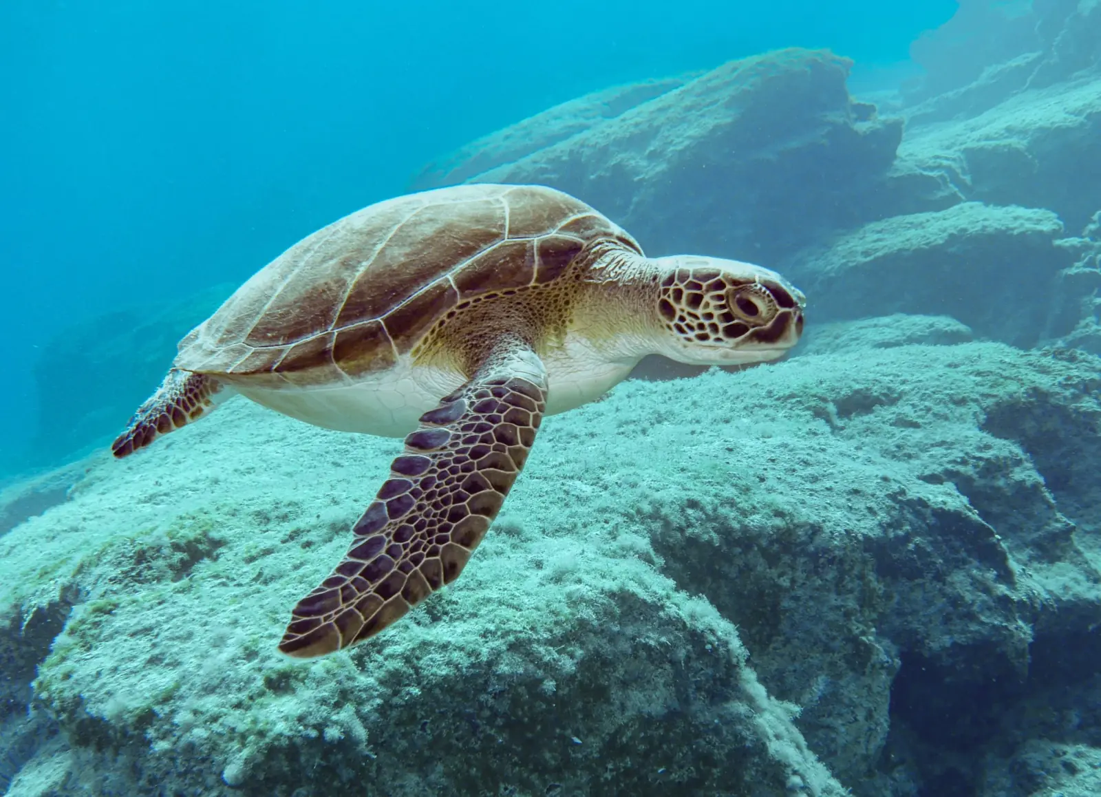 Grüne Meeresschildkröte (Chelonia mydas) - Merkmale, Lebensraum & Haltung