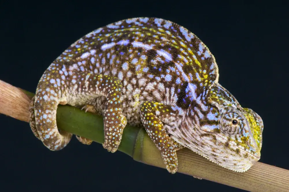 Teppichchamäleon (Furcifer lateralis) - Merkmale, Lebensraum & Haltung