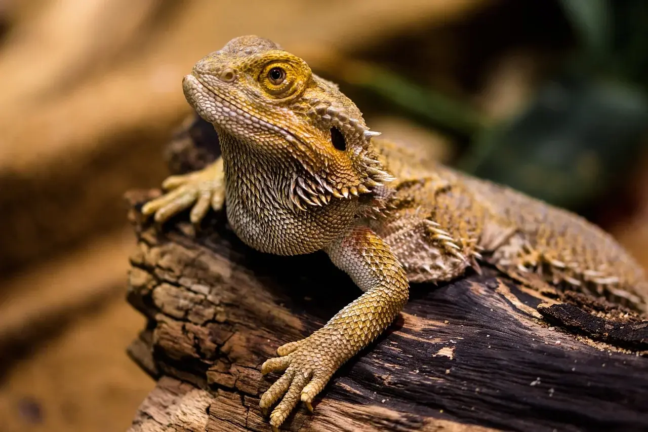 Terrarium für Agamen