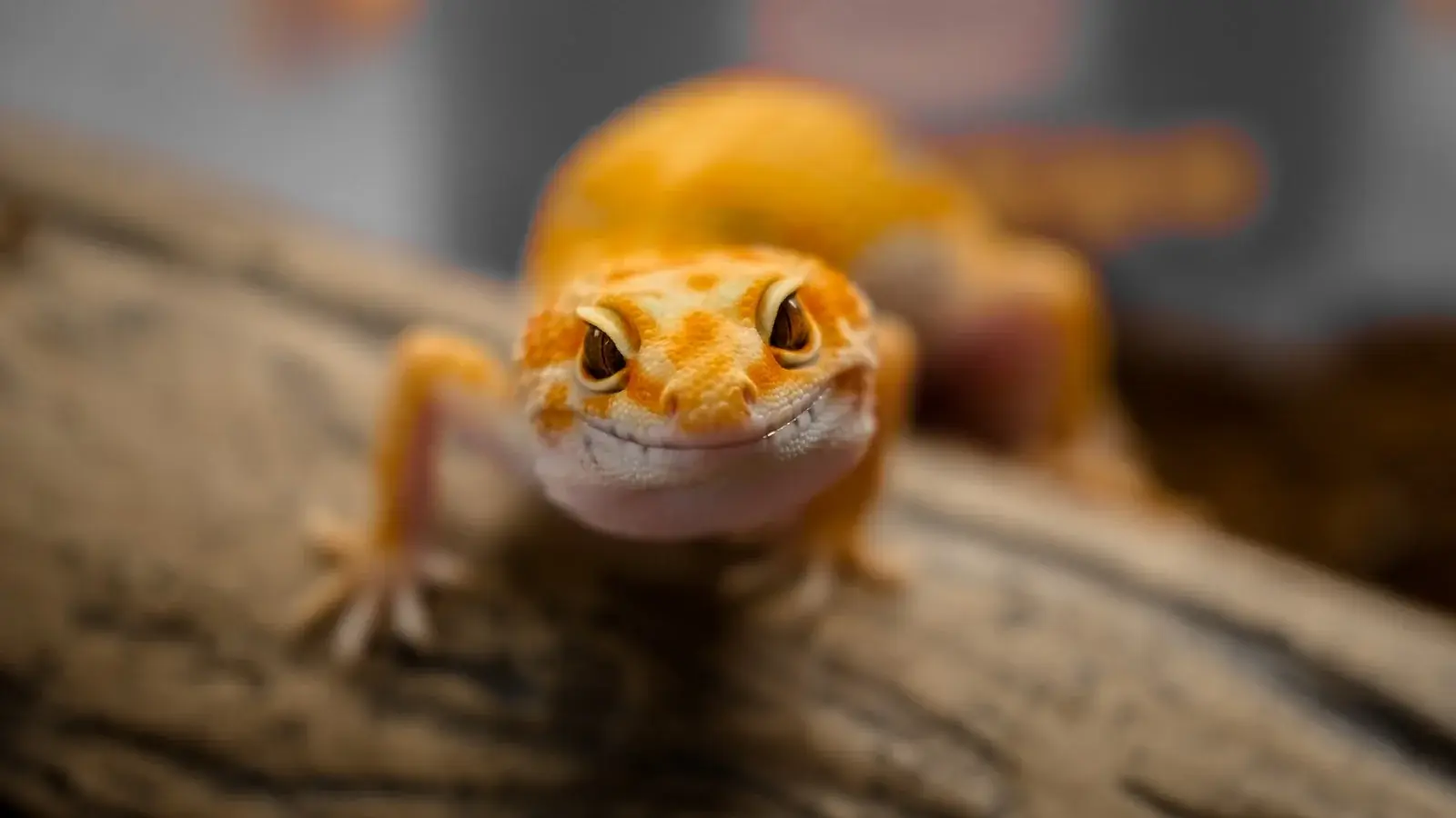Terrarium für Geckos